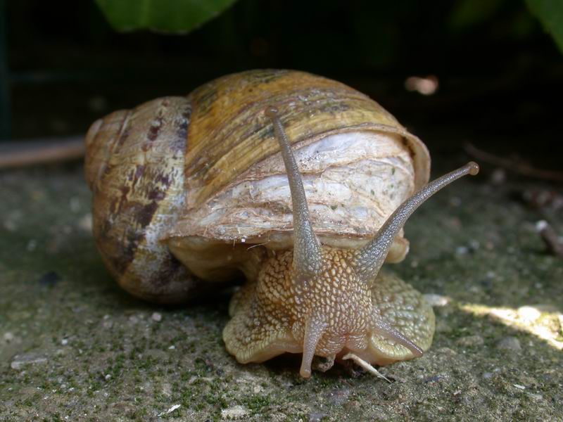 Cornu aspersum (Linnaeus,1758)